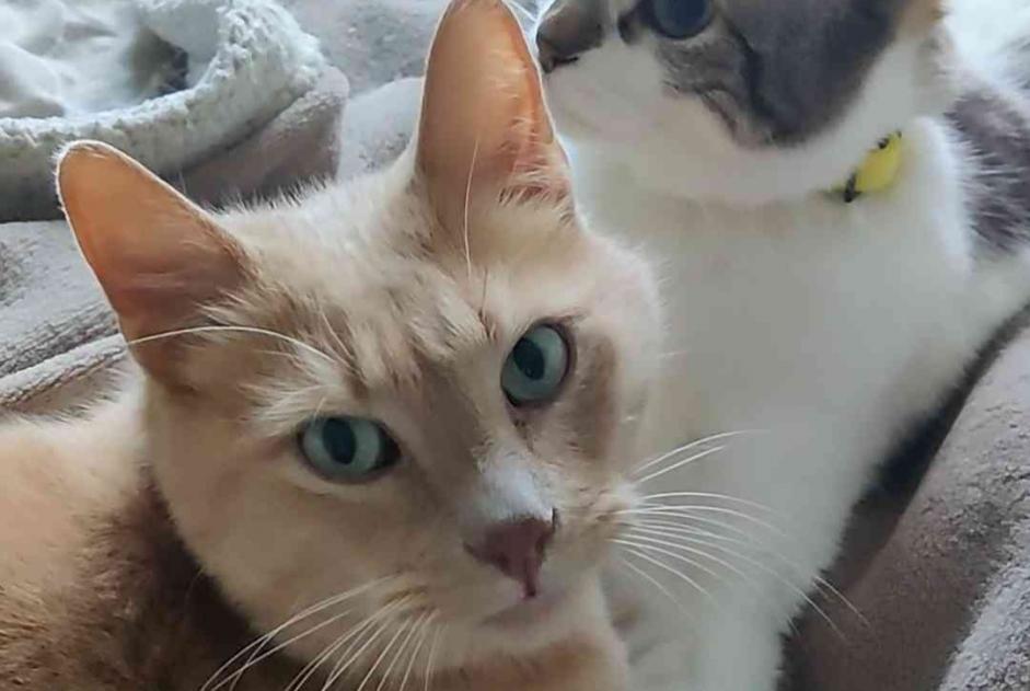 Vermisstmeldung Katze Männliche , 7 jahre Pomérols Frankreich