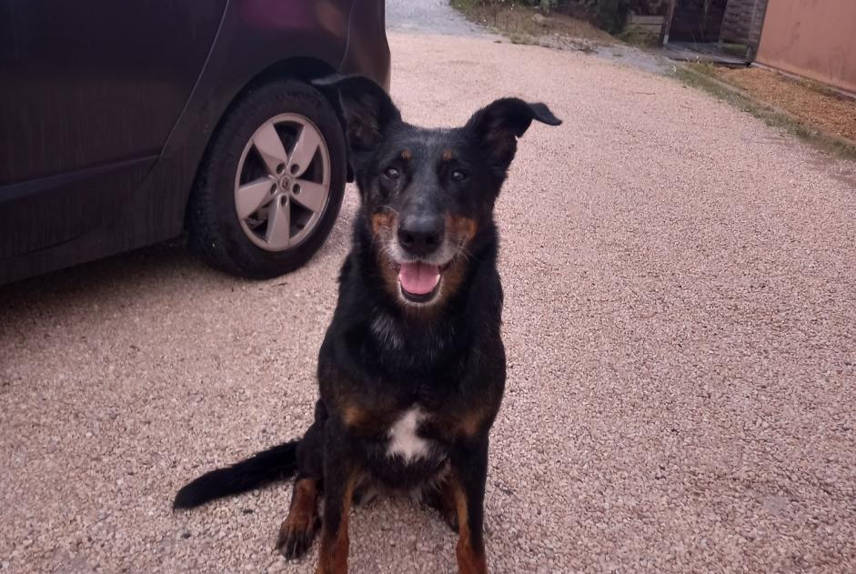Fundmeldung Hund  Weiblich Seignosse Frankreich