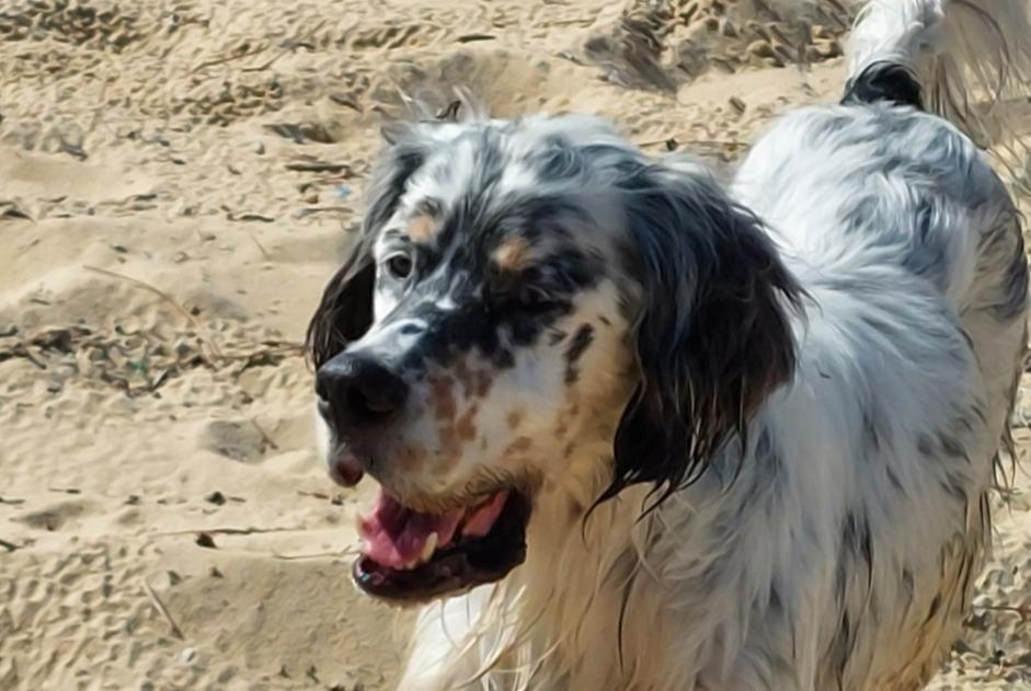 Fundmeldung Hund  Männliche Vieux-Boucau-les-Bains Frankreich