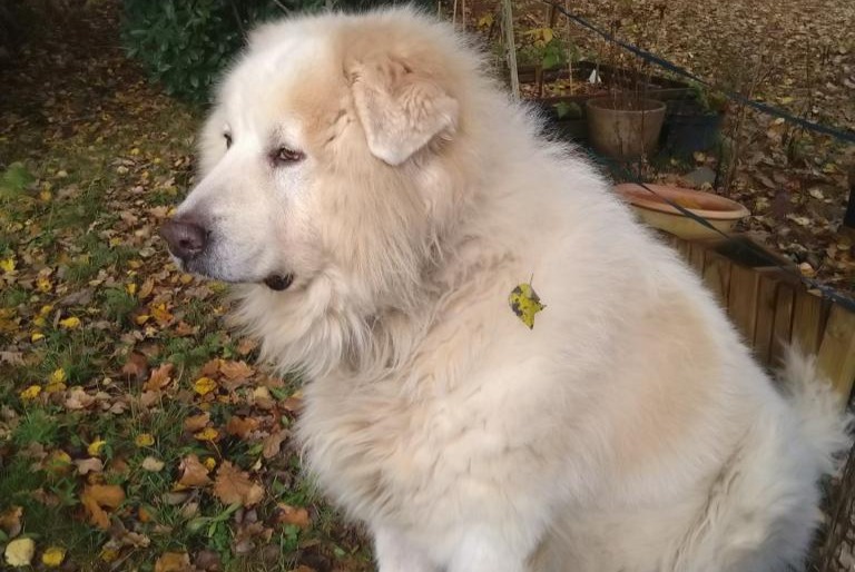 Vermisstmeldung Hund Männliche , 13 jahre Gaas Frankreich