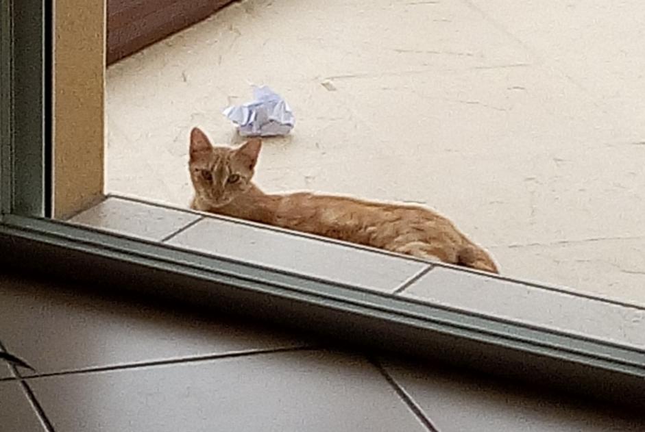 Vermisstmeldung Katze Weiblich , 7 jahre Tarnos Frankreich