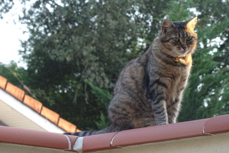 Vermisstmeldung Katze Weiblich , 6 jahre Saint-Pierre-du-Mont Frankreich