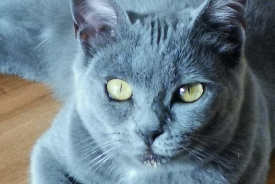 Vermisstmeldung Katze  Weiblich , 2 jahre Seignosse Frankreich