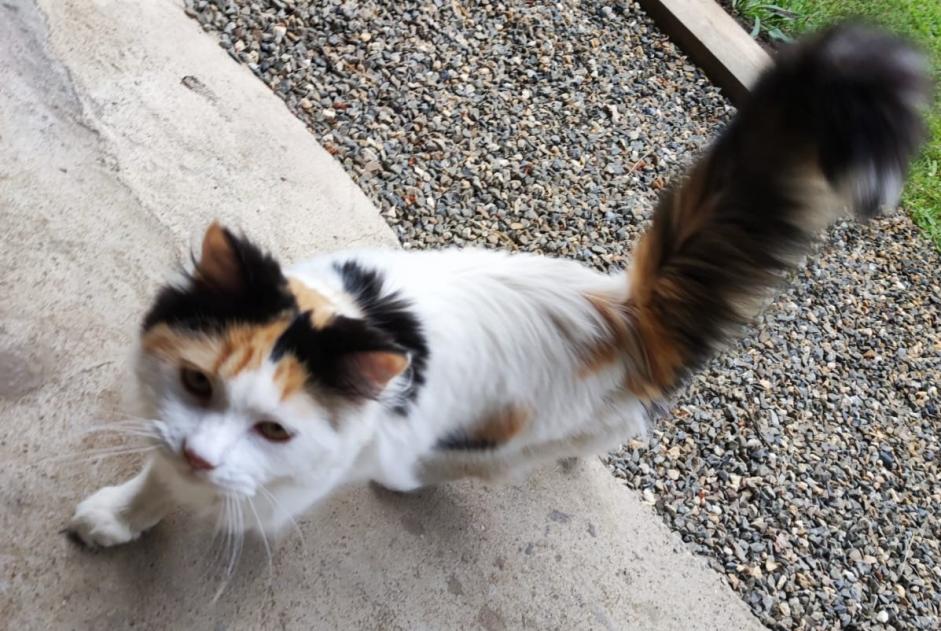 Vermisstmeldung Katze Weiblich , 2 jahre Pouydesseaux Frankreich