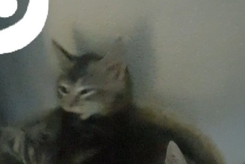 Vermisstmeldung Katze  Männliche , 0 jahre Mont-de-Marsan Frankreich