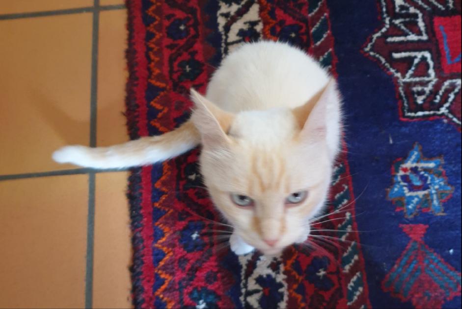 Vermisstmeldung Katze Männliche , 8 jahre Labastide-d'Armagnac Frankreich