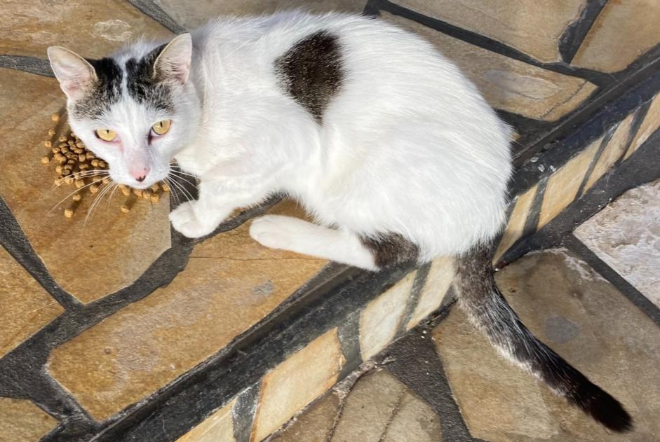 Discovery alert Cat Male Saint-Vincent-de-Tyrosse France