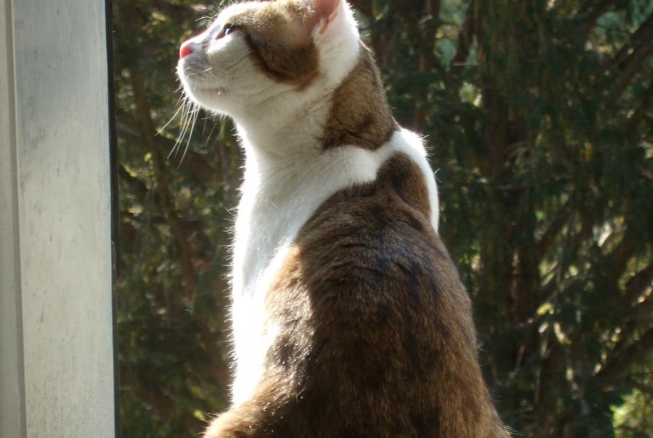 Disappearance alert Cat miscegenation Male , 3 years Tartas France
