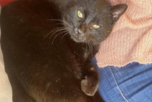 Disappearance alert Cat Male , 12 years Grenade-sur-l'Adour France