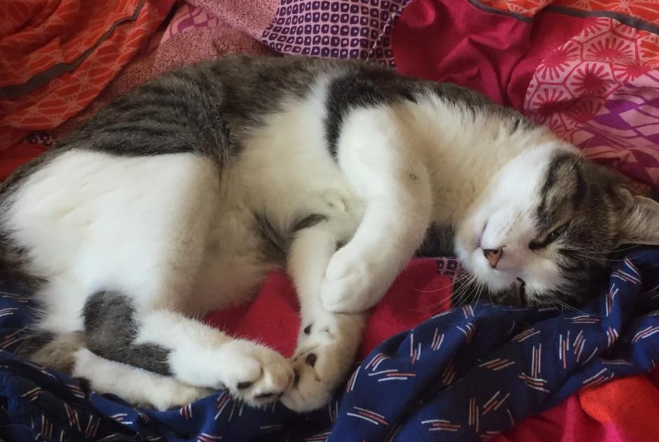 Disappearance alert Cat miscegenation Male , 1 years Parentis-en-Born France