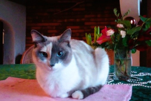 Disappearance alert Cat miscegenation Female , 5 years Sort-en-Chalosse France