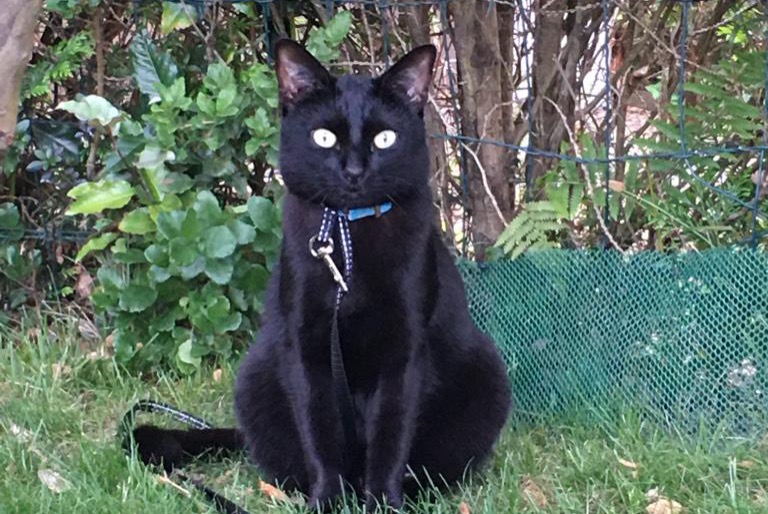 Disappearance alert Cat Male , 3 years Messanges France