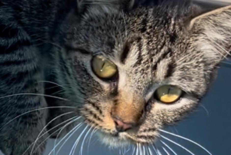 Alerta de Desaparición Gato Hembra , 2 años Seignosse Francia