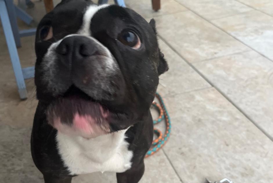 Alerta de Hallazgo Perro  Hembra Saint-Paul-lès-Dax Francia