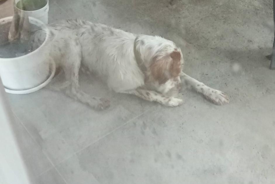 Alerta de Hallazgo Perro Macho Seyresse Francia