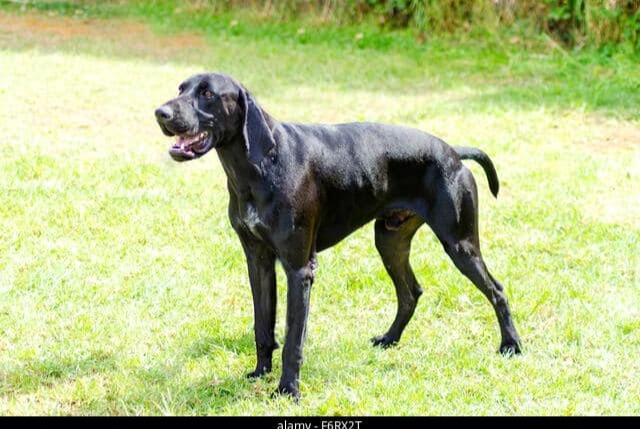 Alerta de Hallazgo Perro Macho Seignosse Francia