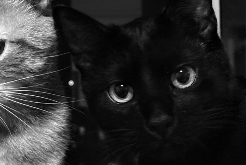 Alerte Disparition Chat croisement Mâle , 2 ans Vielle-Saint-Girons France