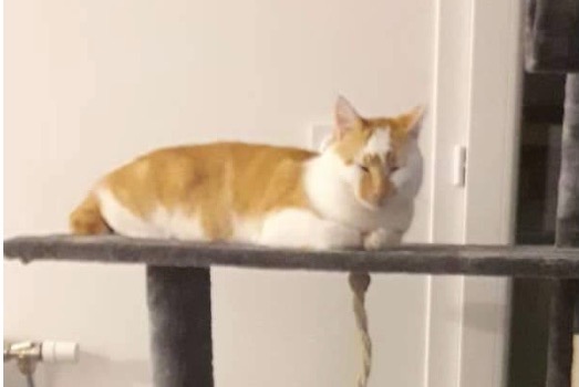 Alerte Disparition Chat Mâle , 3 ans Saint-Vincent-de-Tyrosse France Alerte Disparition Chat Mâle , 3 ans Saint-Vincent-de-Tyrosse France