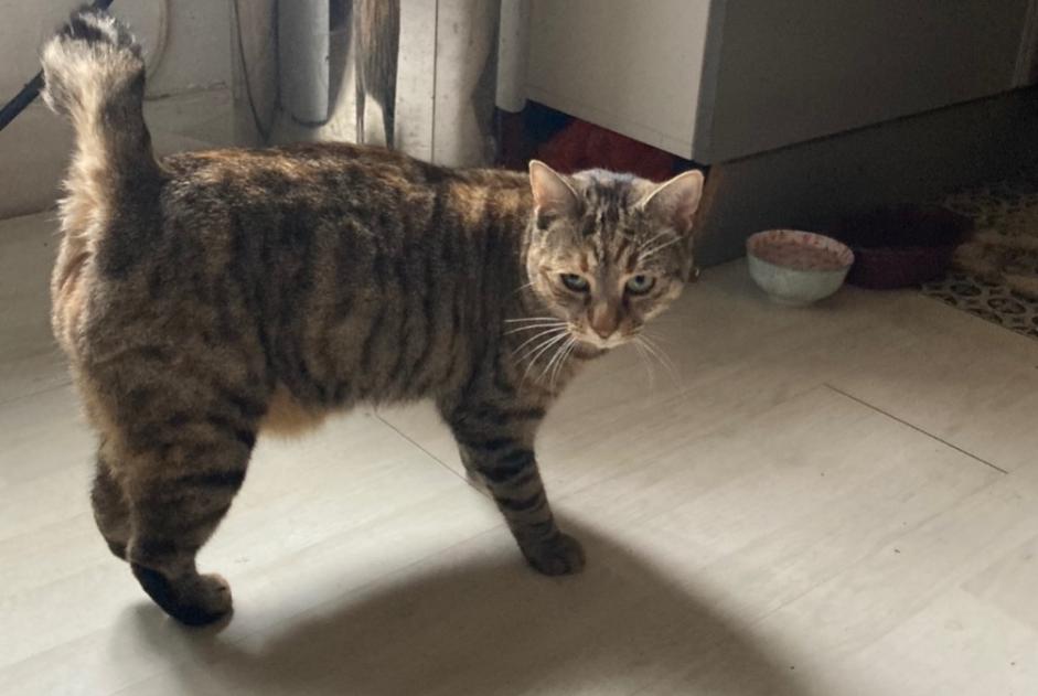 Alerte Disparition Chat Femelle , 3 ans Seignosse France Alerte Disparition Chat Femelle , 3 ans Seignosse France