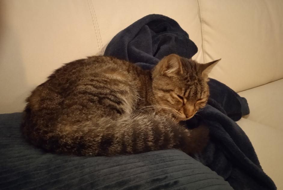 Alerte Découverte Chat  Mâle Hagetmau France