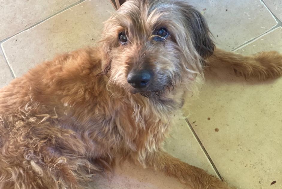 Alerte Découverte Chien croisement Mâle Ligardes France