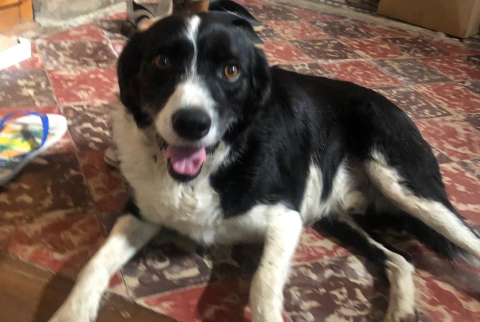 Alerte Découverte Chien Mâle Tilh France Alerte Découverte Chien Mâle Tilh France