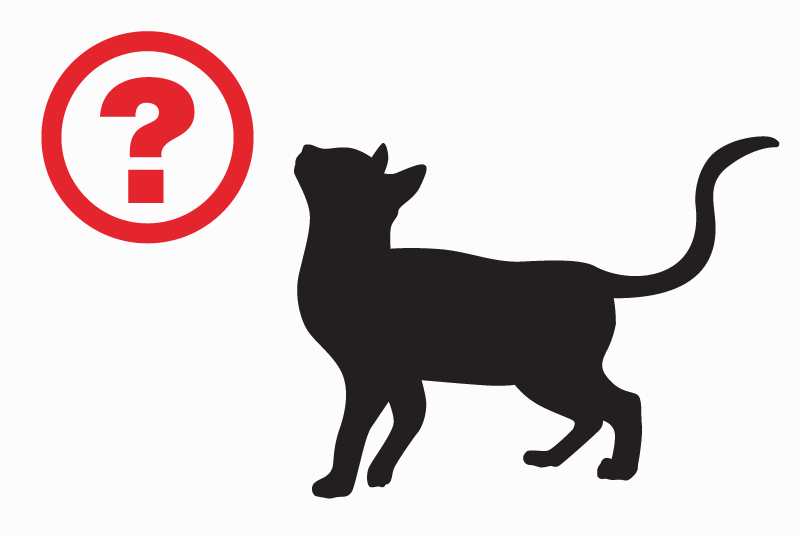 Vermisstmeldung Katze Männliche , 10 jahre Mont-de-Marsan Frankreich Vermisstmeldung Katze Männliche , 10 jahre Mont-de-Marsan Frankreich