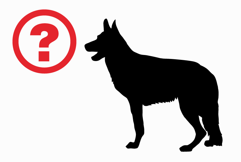 Ontdekkingsalarm Hond rassenvermenging Mannetje Carcarès-Sainte-Croix Frankrijk