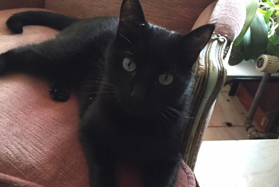 Avviso scomparsa Gatto incrocio di razze Maschio , 10 anni Labenne Francia