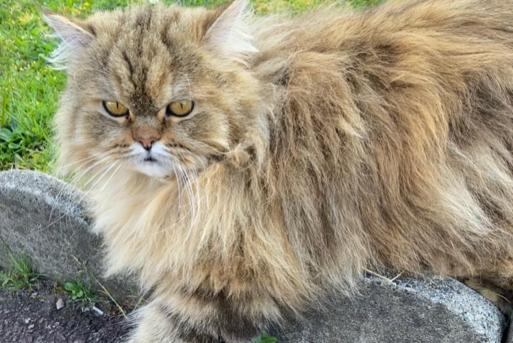Avviso scomparsa Gatto incrocio di razze Femmina , 5 anni Saint-Paul-lès-Dax Francia