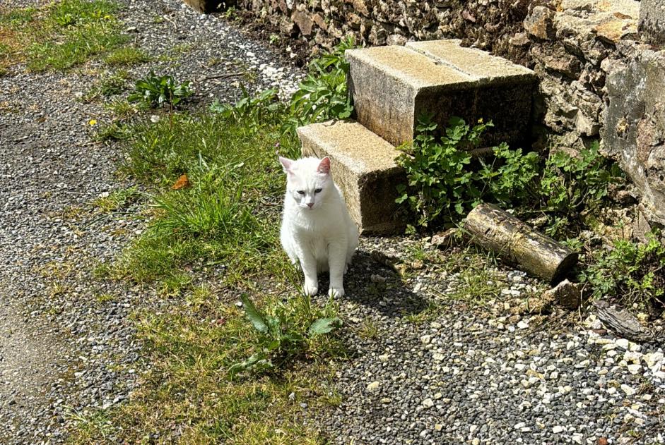 Avviso Ritrovamento Gatto Non conosciuta Mortcerf Francia