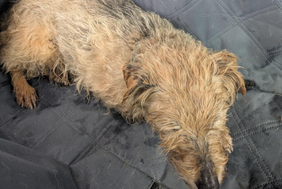 Fundmeldung Hond  Männlech Montfort-en-Chalosse France