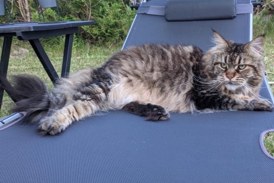 Vermësstemeldung Kaz  Weiblech , 11 joer Labenne France