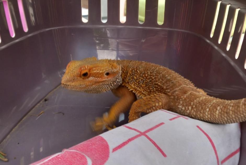 Ontdekkingsalarm Andere Reptile Onbekend Mesnil-Roc'h Frankrijk