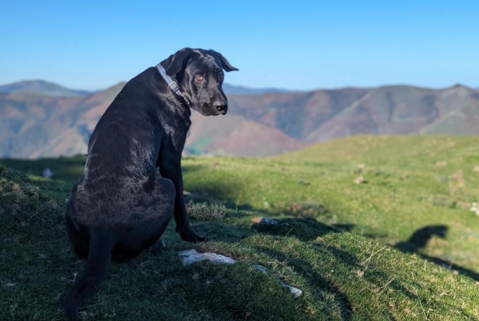 Verdwijningsalarm Hond rassenvermenging Mannetje , 0 jaar Onesse-Laharie Frankrijk