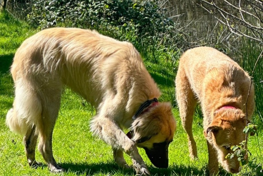 Verdwijningsalarm Hond rassenvermenging Mannetje , 5 jaar Messanges Frankrijk
