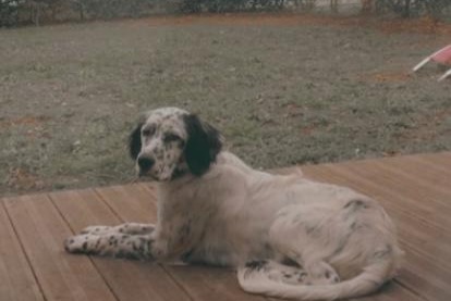 Verdwijningsalarm Hond Mannetje , 3 jaar Candresse Frankrijk Verdwijningsalarm Hond Mannetje , 3 jaar Candresse Frankrijk