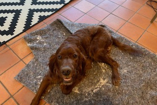 Alerta descoberta Cão  Fêmea Pey France