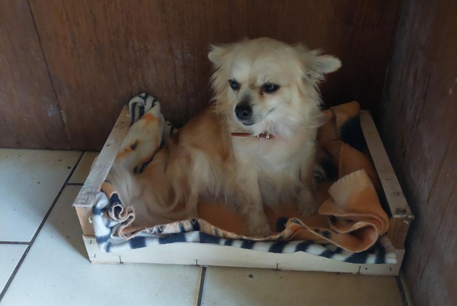 Alerta descoberta Cão  Fêmea Bretagne-de-Marsan France