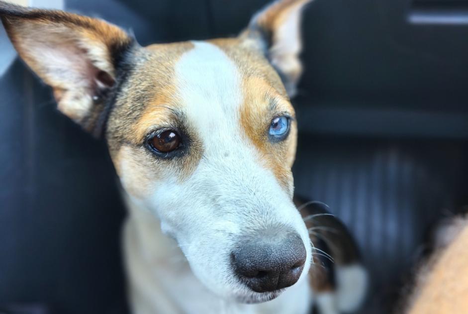 Alerta descoberta Cão cruzamento Fêmea Habas France