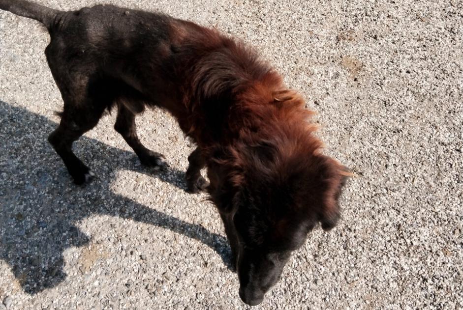 Alerta descoberta Cão Macho , 10 anos Saint-Paul-lès-Dax France