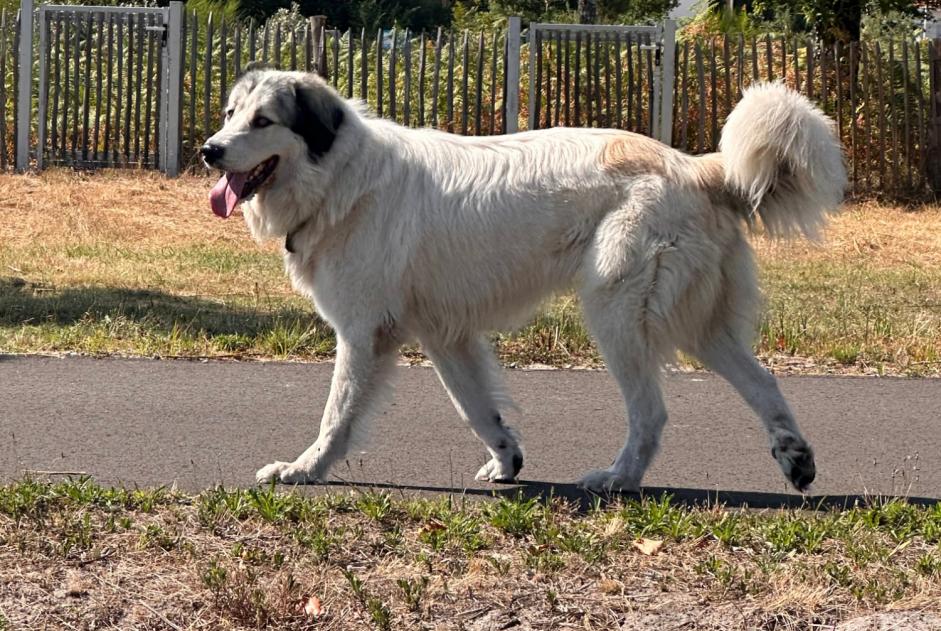 Alerta descoberta Cão  Desconhecido Biscarrosse France