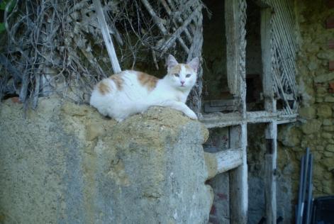 Alerta desaparecimento Gato Macho , 7 anos Marciac France