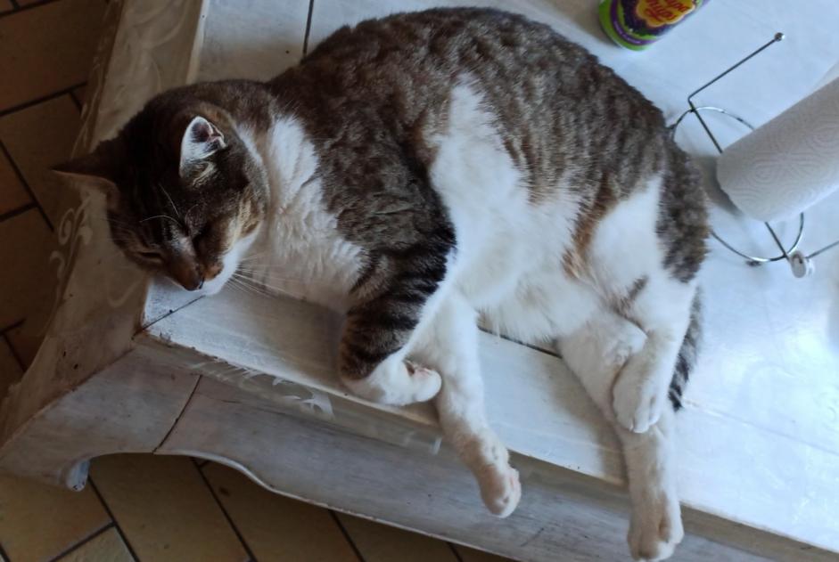 Alerta desaparecimento Gato Fêmea , 6 anos Pissos France