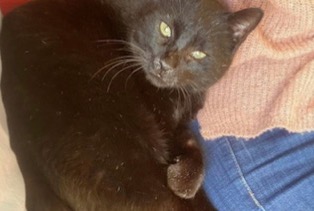 Alerta desaparecimento Gato Macho , 12 anos Grenade-sur-l'Adour France