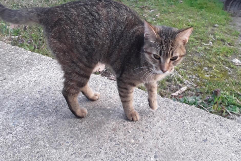 Alerta descoberta Gato Fêmea Le Frêche France