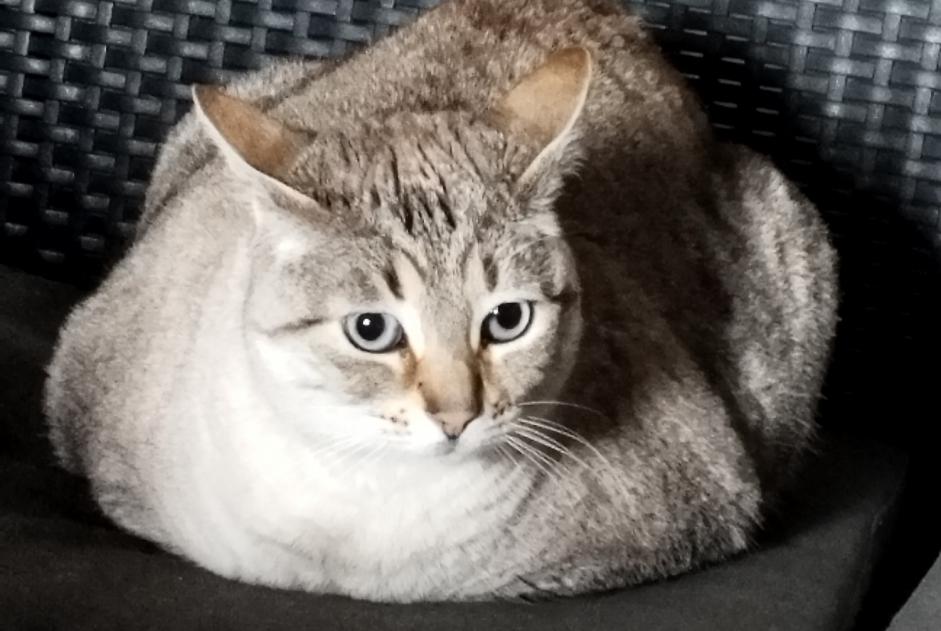 Alerta descoberta Gato Fêmea Betbezer-d'Armagnac France