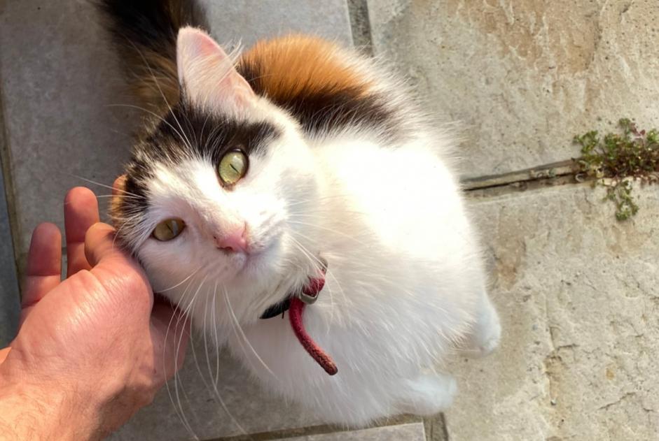 Alerta descoberta Gato Fêmea Montfort-en-Chalosse France
