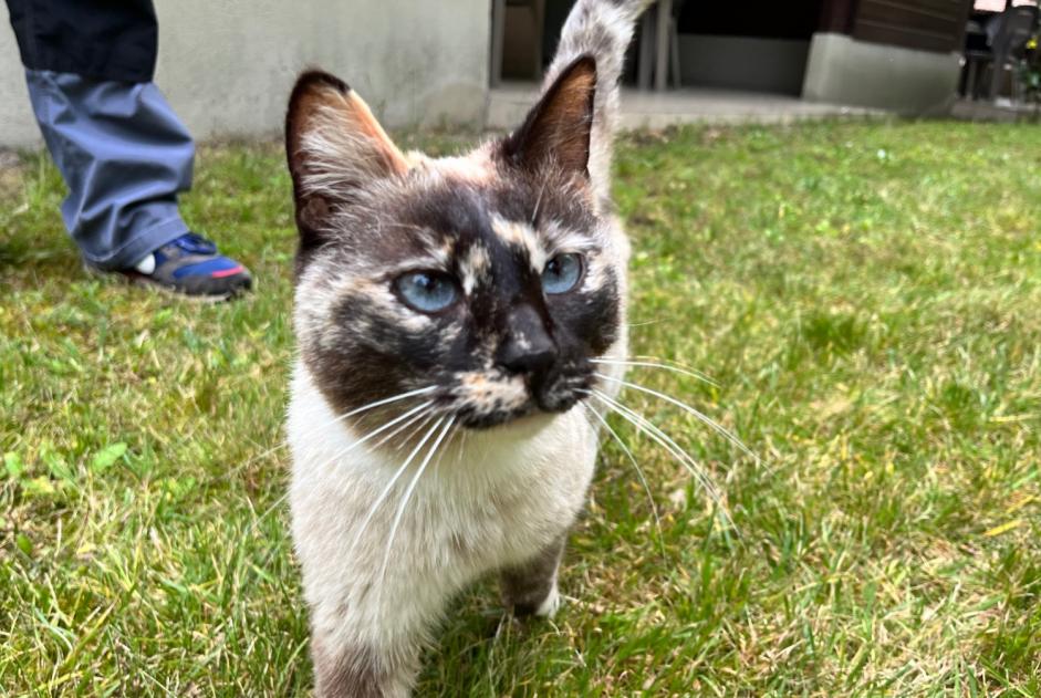 Alerta descoberta Gato cruzamento Fêmea Messanges France