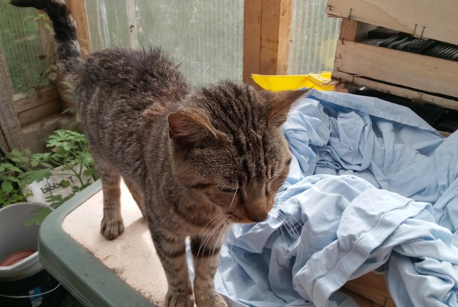 Alerta descoberta Gato Desconhecido Ossages France Alerta descoberta Gato Desconhecido Ossages France